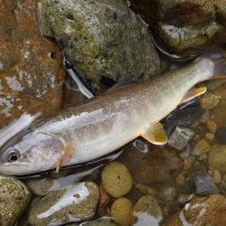 渓流ミノーイング